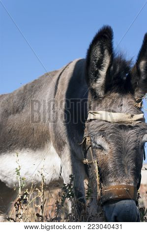 Closeup of a donkey grazing under a blue sky