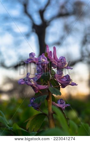 First spring flowers of Corydalis hollow-root on the sunset background with huge oak tree.