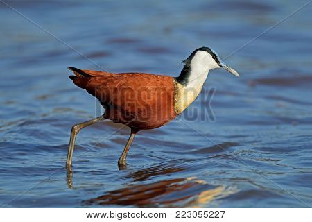 African jacana (Actophilornis africanus) in shallow water, Kruger National Park, South Africa