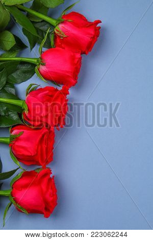Pink roses on a gray background, on pastel paper. Copy space for text. Template for March 8, Mother's Day