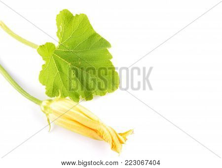 Colorful and crisp image of cucurbit leaf and flower on white