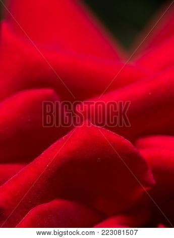 red rose as a background. close . Photo of an abstract texture