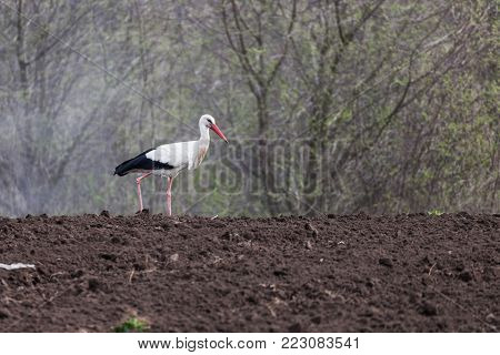Bird stork on arable land, in the countryside