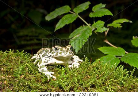 Bufo viridis. Grønne tudse på naturen baggrund.