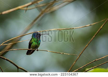 Very colorful shining green hummingbird Chrysuronia oenone Golden-tailed Sapphire with violet head and rufoust tail perched on diagonal twig. Blurred green tropical plants in background.