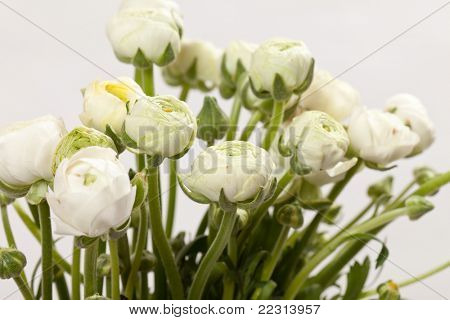 Ranuncolo bianco