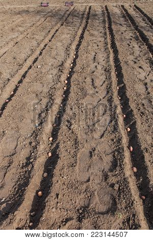 Planting potatoes on vegetable garden, potato seeds in furrows on a potato field