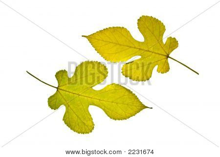 Paar Blätter gelb-grün-Mulberry