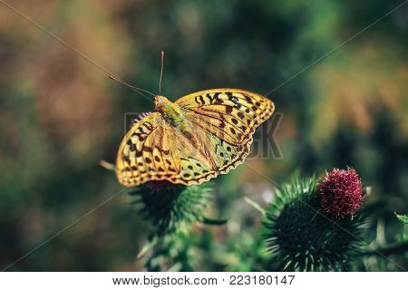 A beautiful butterfly is perched high on top of some bull thistle. Spring day
