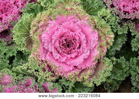 Multicolor decorative cabbage in blossom - Fresh cabbage growing in the garden.