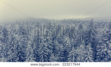 Aerial view of winter pine forest. Overcast weather.