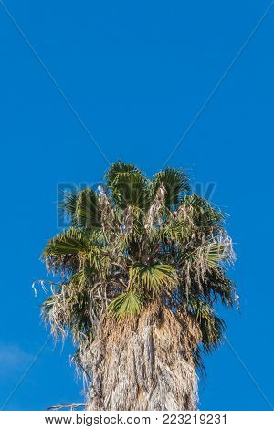 Background with the top of a Washingtonia fan palm tree set against a bright blue sky, copy space, vertical aspect
