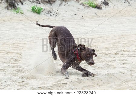 German shorthaired pointer playing on the beach in Australia.