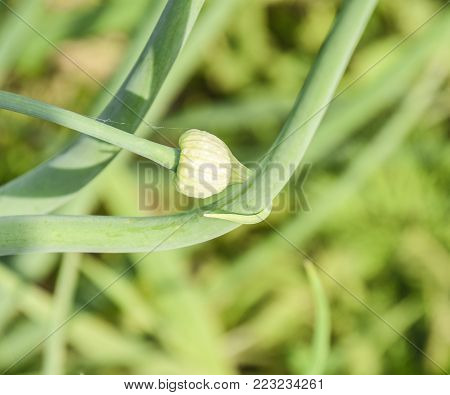 Flowering Onions In The Garden. Bud Of Onion