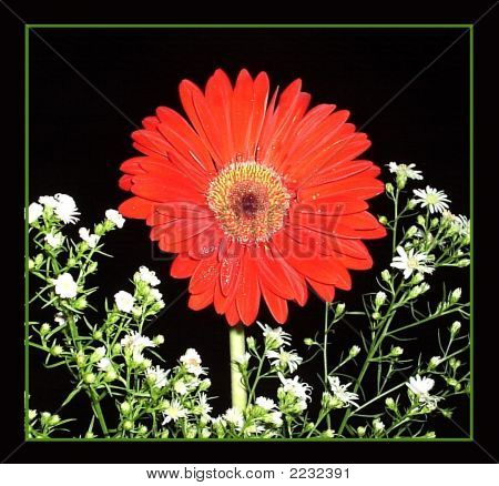 ดอกไม้สีแดง