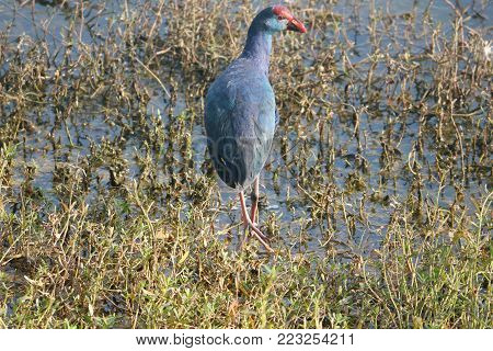 isolated purple Western swamphen in the lake