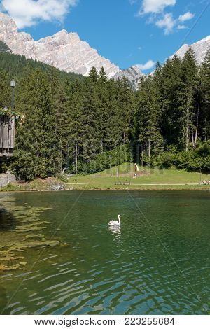 White Swan in Mosigo Lake near Italian Dolomites Alps Scenery