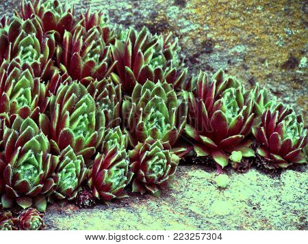 Red colored cultivar of sempervivum, a known medicinal plant, botany thema