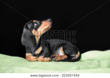 puppy Dachshund on a black background wrapped in green blanket