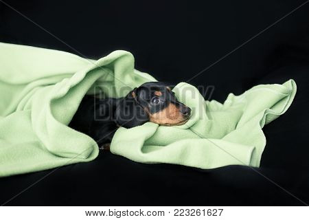 puppy Dachshund on a black background wrapped in green blanket