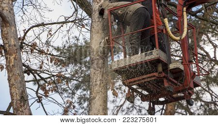 Autotower, elimination of emergency trees. Workers on parts to eliminate dry pine. close-up