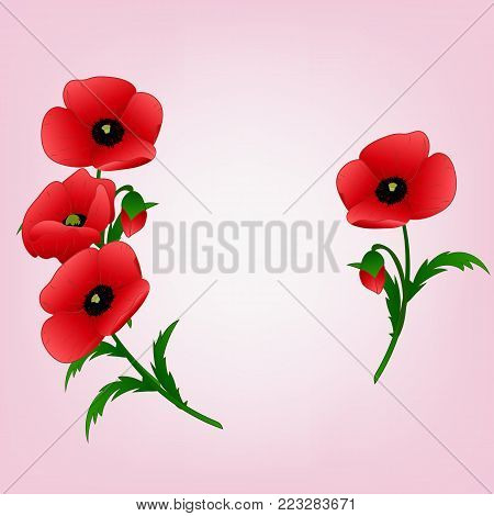red poppies on a light pink background