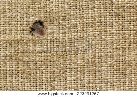 closeup the head of the field mouse (Apodemus agrarius) peeps from the holes in the linen sack, in left up corner. background with plenty of space for text