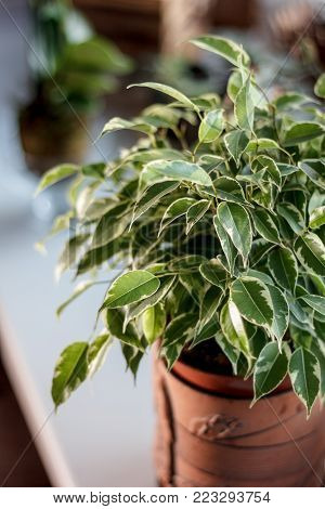Ficus Benjamina Kinky In A Clay Pot
