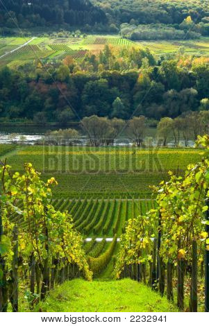 Vinmarkerne og skoven