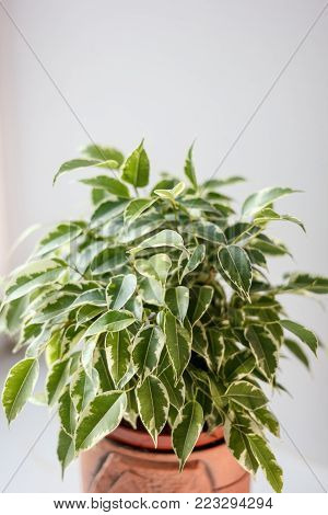 Ficus Benjamina Kinky In A Pot Over White Background