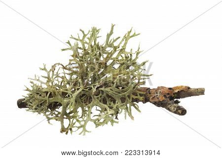 A photo of dry iseland Moss on a branch of a tree, isolated on a white background