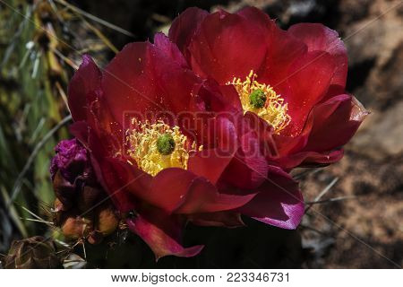 Purple Prickly Pear cactus (Cactea opuntia) flower