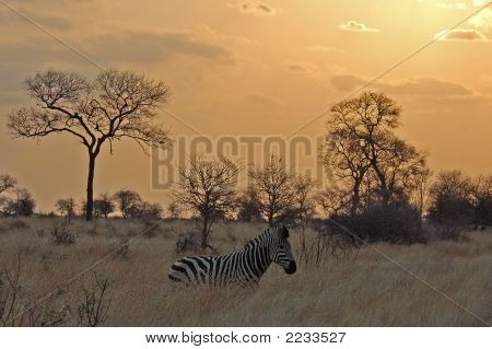 Zèbre au coucher du soleil