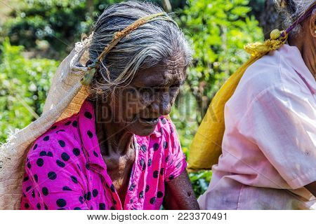 Two Ladies Plucking Tea