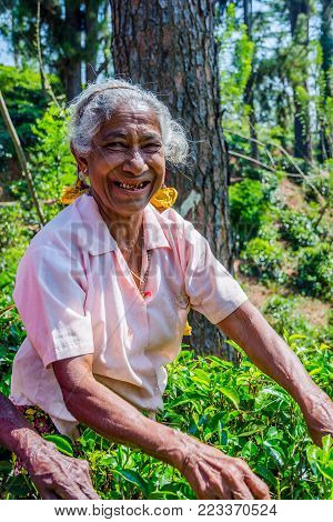Two Ladies Plucking Tea
