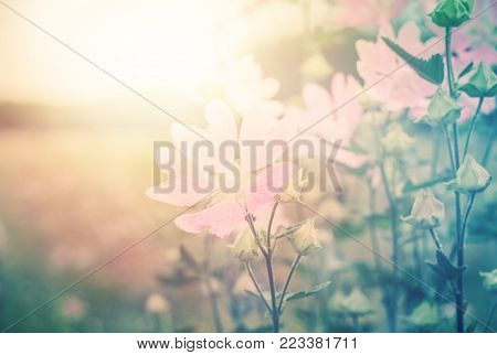 Summer evening landscape with wild mallow. Flowering meadow in the sunlight.