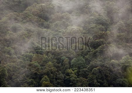 Rain Forest, south america, ecuador, landscape, haze, fog
