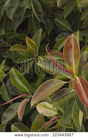 Full frame of some ficus leaves, diffuse light