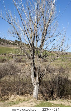 Leafless tree by the winter, under a blue sky