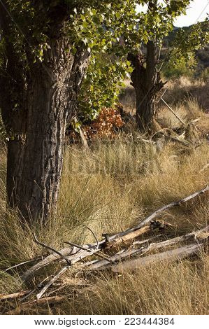 Close-up of a tree. Old branches on the ground