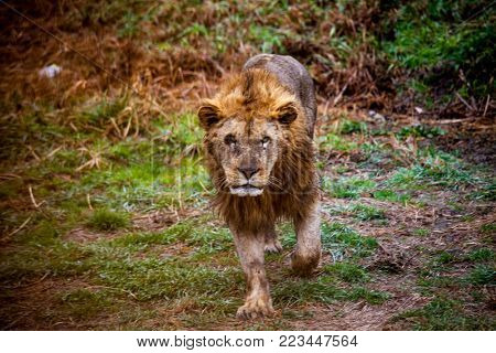 Ligr. A hybrid of a lion and a tiger. A large male ligra.