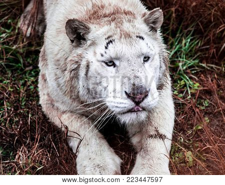 White ligr lies a walk in the zoo aviary. Ligr. A hybrid of a lion and a tiger. A large male ligra.