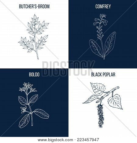 Vector collection of four hand drawn medicinal and eatable plants, butcher broom, comfrey, boldo, black poplar