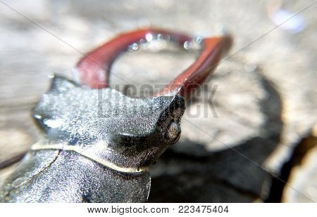 Beetle deer close-up sunlit summer macro photo