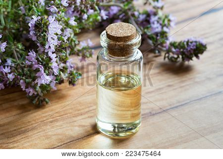 A bottle of thymus serpyllum (creeping thyme) essential oil with blooming thymus serpyllum twigs