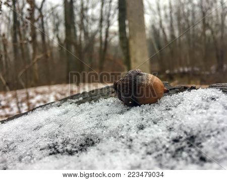 Acorn sitting on a stump in the snow