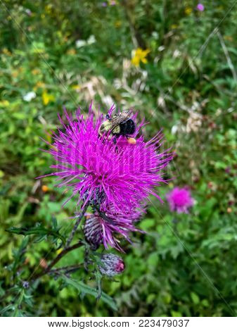 Honey bee collecting from a bull thistle