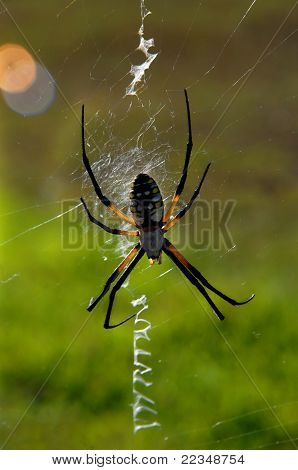 Aracnide Argiope