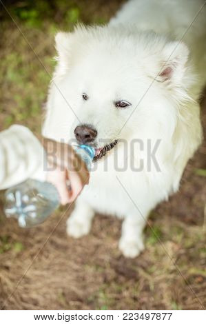 Photos White Fluffy Dog Breeds Samoyed In The Park