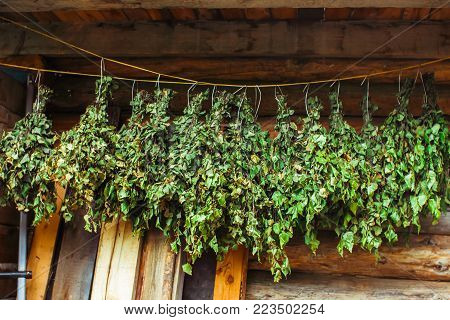 Birch brooms on a wooden wall in russain bath Hanging Bath brooms.
